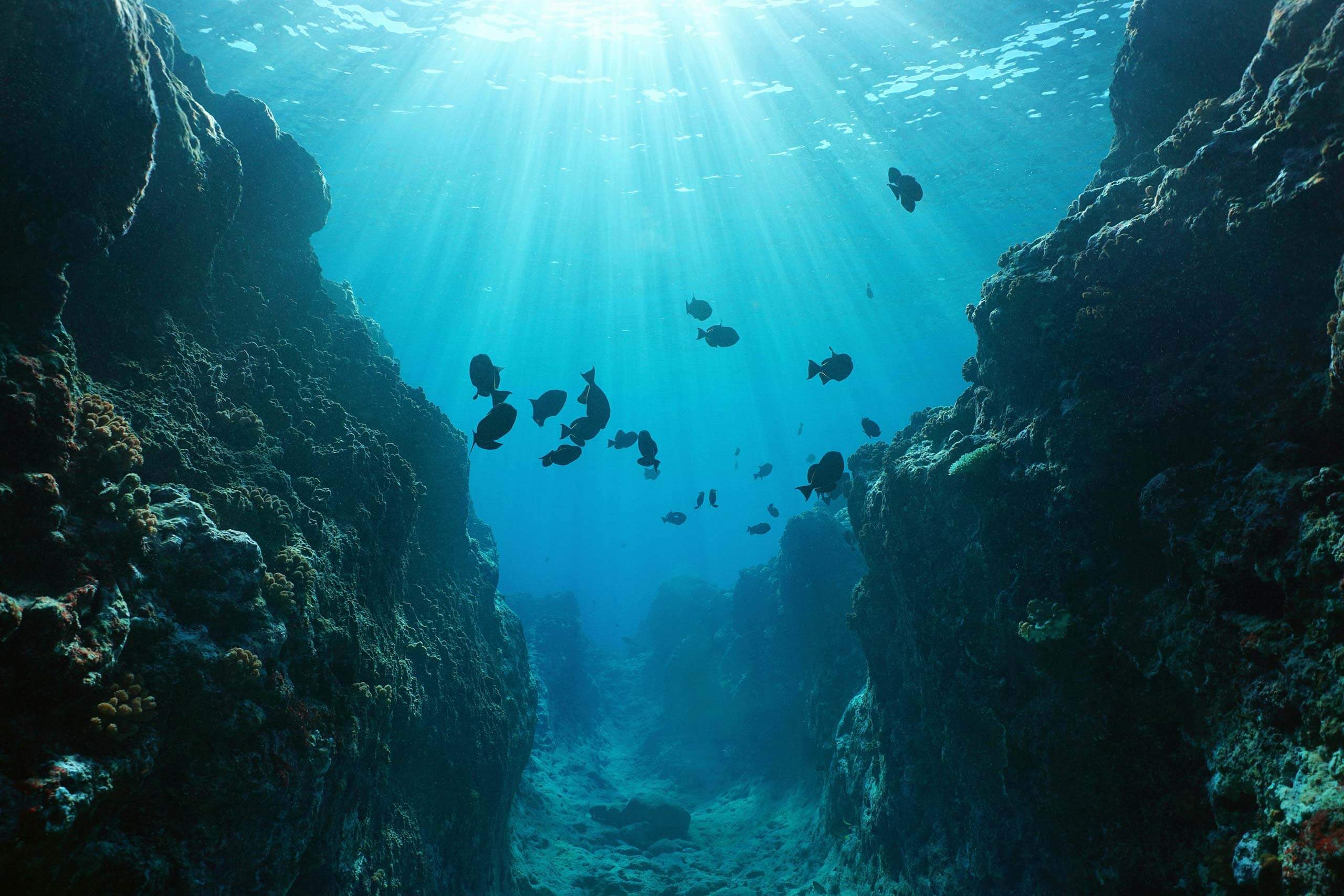 Fishes background